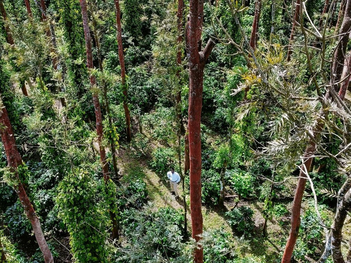 Coffee Grove Resort Чикмагалур Экстерьер фото
