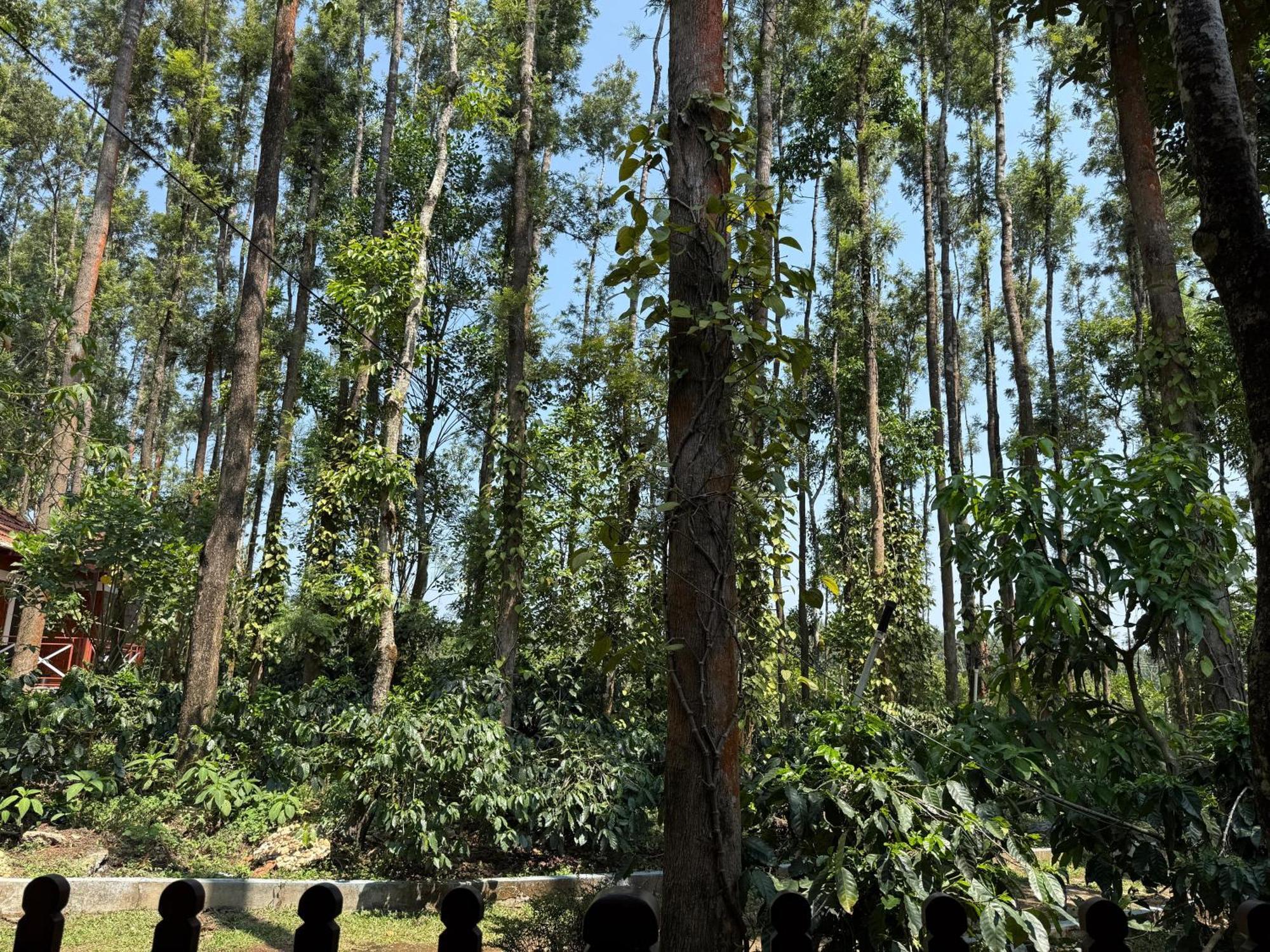 Coffee Grove Resort Чикмагалур Экстерьер фото